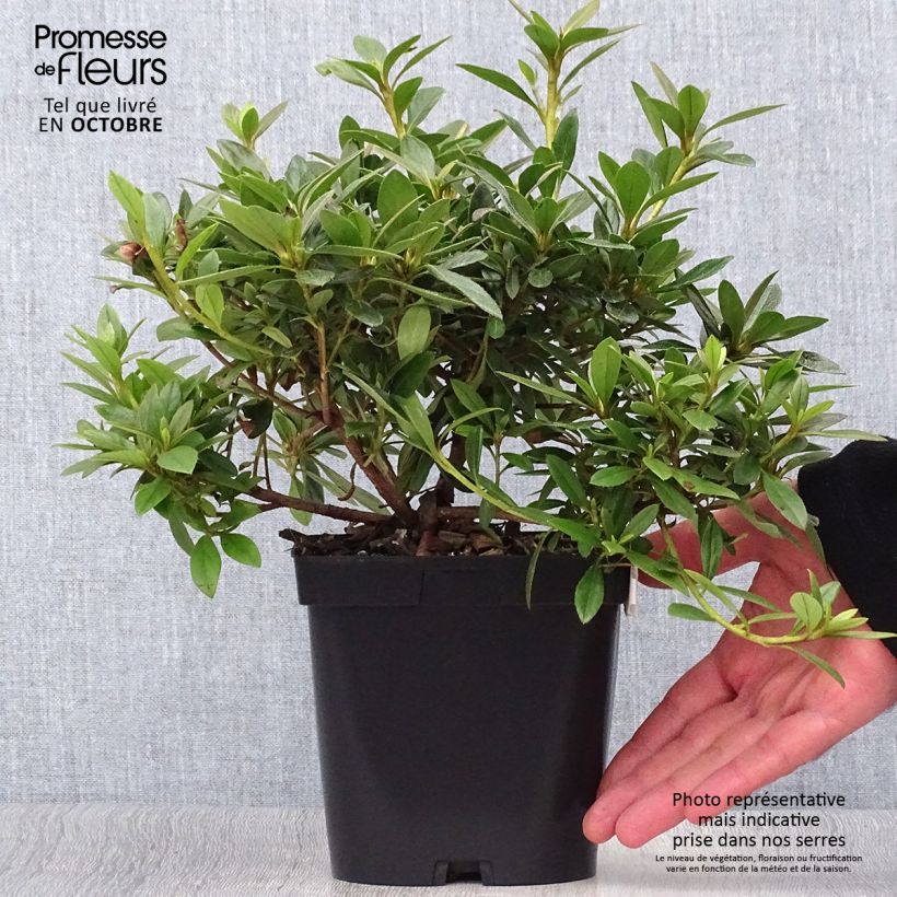 Ejemplar de Azalea Purple Splendor Maceta 2L/3L entregado en otoño