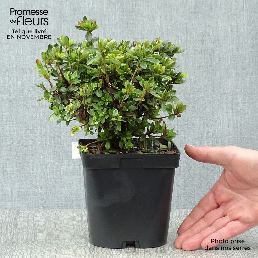 Ejemplar de Azalea Rex Maceta 2L/3L entregado en otoño