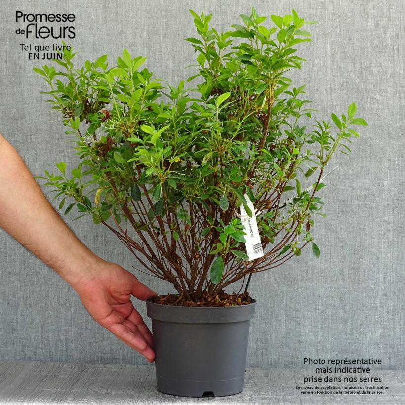 Ejemplar de Azalea Schneewittchen Maceta 2L/3L entregado en verano