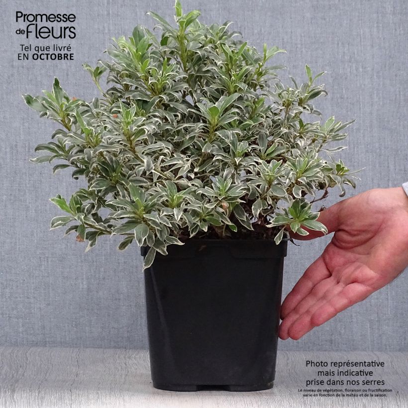 Ejemplar de Azalea Silver Queen Maceta 2L/3L entregado en otoño