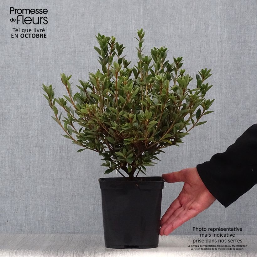 Ejemplar de Azalea Sylvester Maceta 2L/3L entregado en otoño
