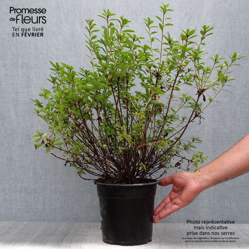 Ejemplar de Azalea Sylvester Maceta 4L/5L entregado en otoño