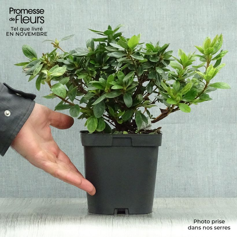Ejemplar de Azalea japonica Vuyk's Rosyred Maceta 2L/3L entregado en otoño