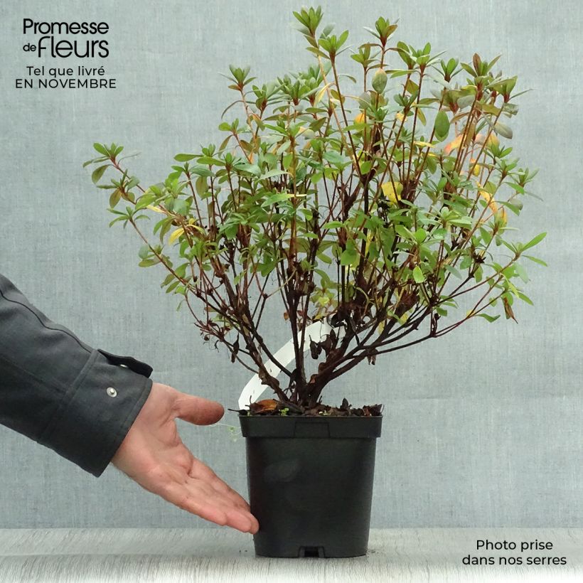 Ejemplar de Azalea japonica Vuyk's Scarlet Maceta 2L/3L entregado en otoño
