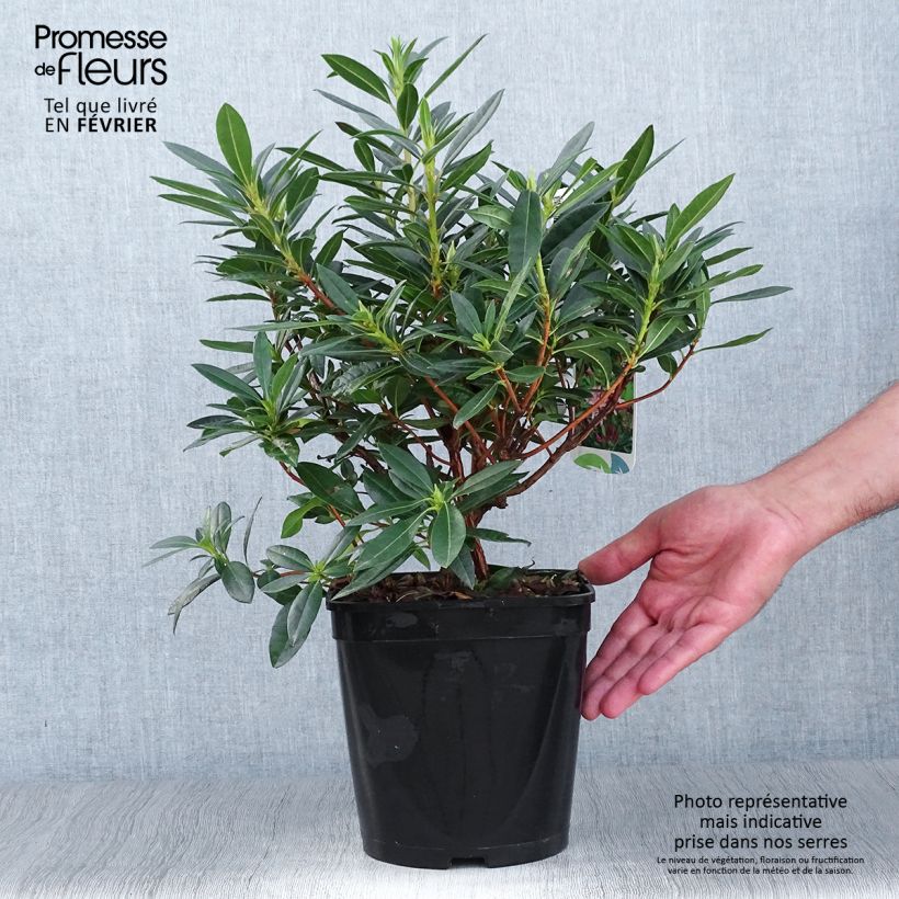 Ejemplar de Azalea gowenianum Maceta 4L/5L entregado en otoño