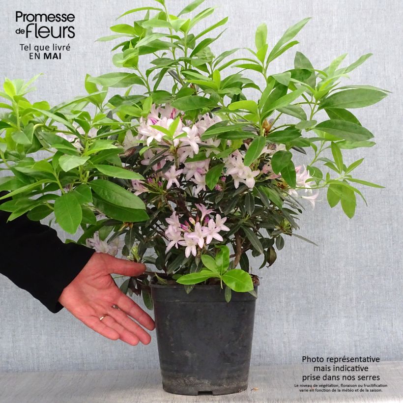 Azalea gowenianum Maceta 4L/5LAltura de entrega aprox. 30/40cm Ejemplar entregado en la primavera