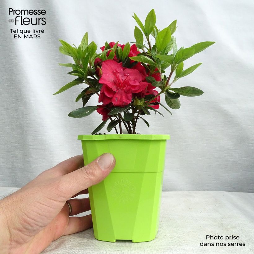 Azalea ENCORE Autumn Fire Maceta 1L/1,5L Ejemplar entregado en la primavera