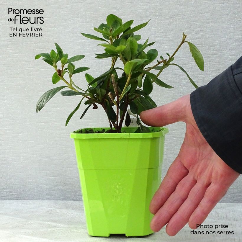 Azalea ENCORE Bonfire Maceta 1L/1,5L Ejemplar entregado en invierno