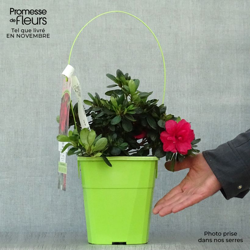 Ejemplar de Azalea ENCORE Bonfire Maceta 3L/4L entregado en otoño