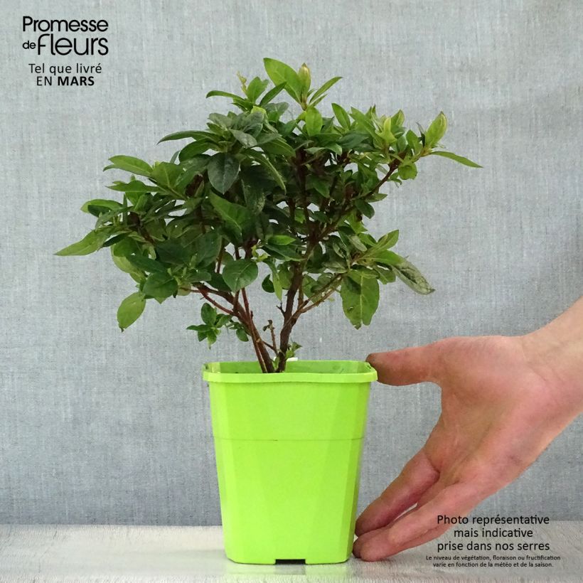 Azalea ENCORE Carnival Maceta 1L/1,5L Ejemplar entregado en la primavera