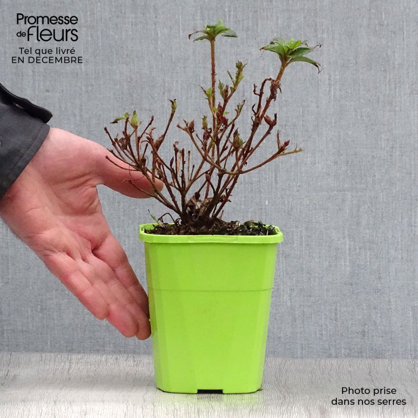 Azalea japonica ENCORE Debutante Maceta 1L/1,5L Ejemplar entregado en invierno