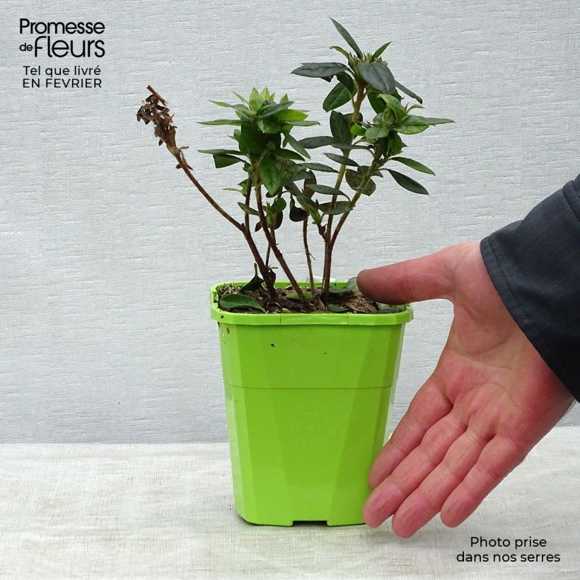 Azalea japonica ENCORE Empress Maceta 1L/1,5L Ejemplar entregado en invierno