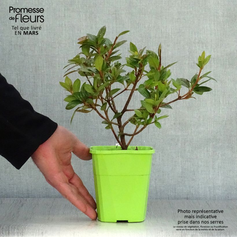 Azalea japonica ENCORE Empress Maceta 1L/1,5L Ejemplar entregado en la primavera