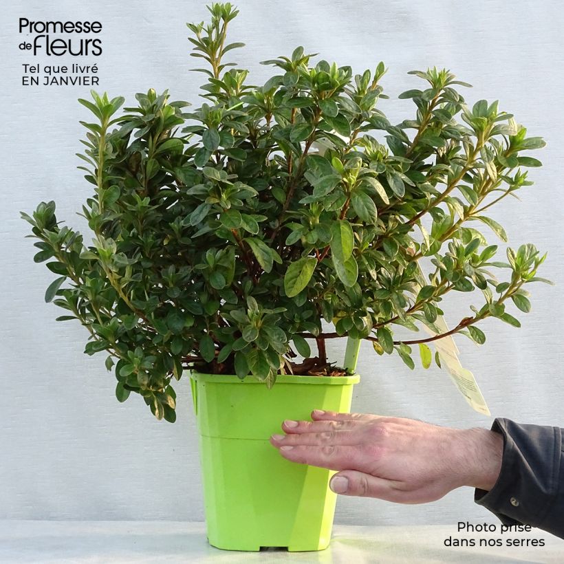 Azalea japonica ENCORE Ivory Maceta 3L/4L Ejemplar entregado en invierno