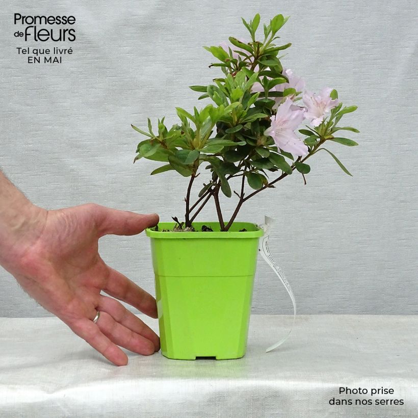 Azalea japonica ENCORE Ivory Maceta 1L/1,5L Ejemplar entregado en la primavera