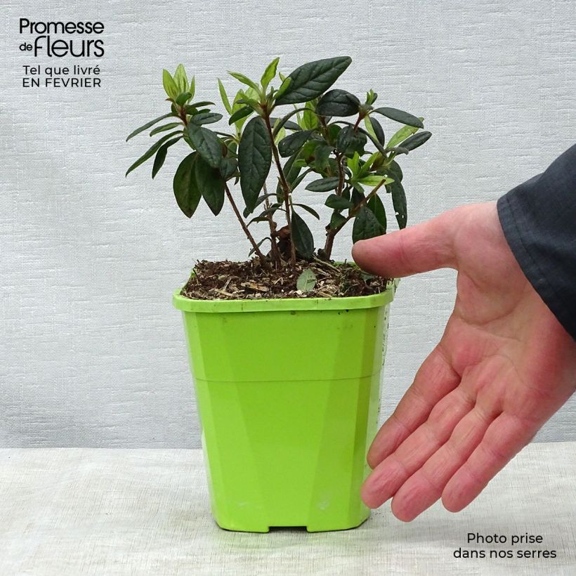 Azalea japonica ENCORE Jewel Maceta 1L/1,5L Ejemplar entregado en invierno