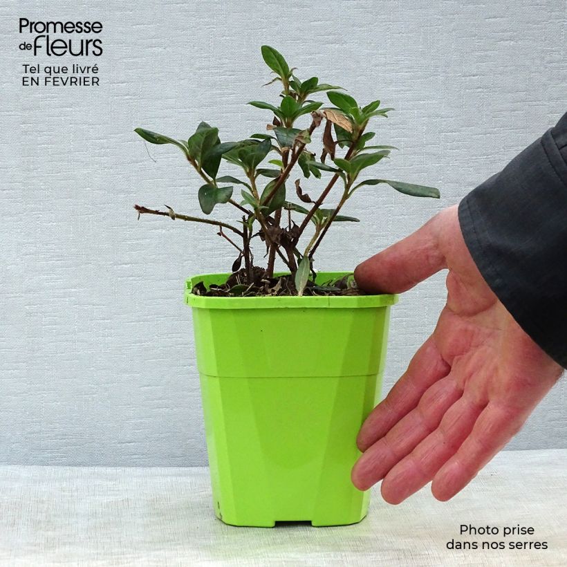Azalea japonica ENCORE Princess Maceta 1L/1,5L Ejemplar entregado en invierno