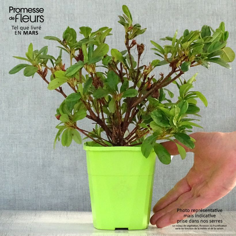 Azalea japonica ENCORE Sunburst Maceta 1L/1,5L Ejemplar entregado en la primavera