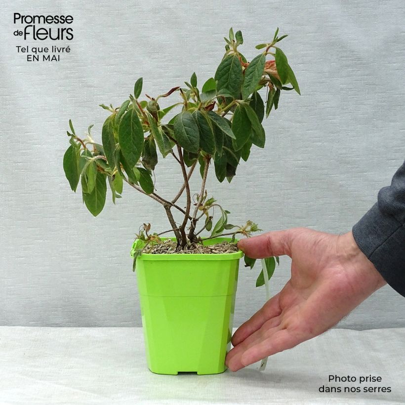 Azalea japonica ENCORE Sundance Maceta 1L/1,5L Ejemplar entregado en la primavera