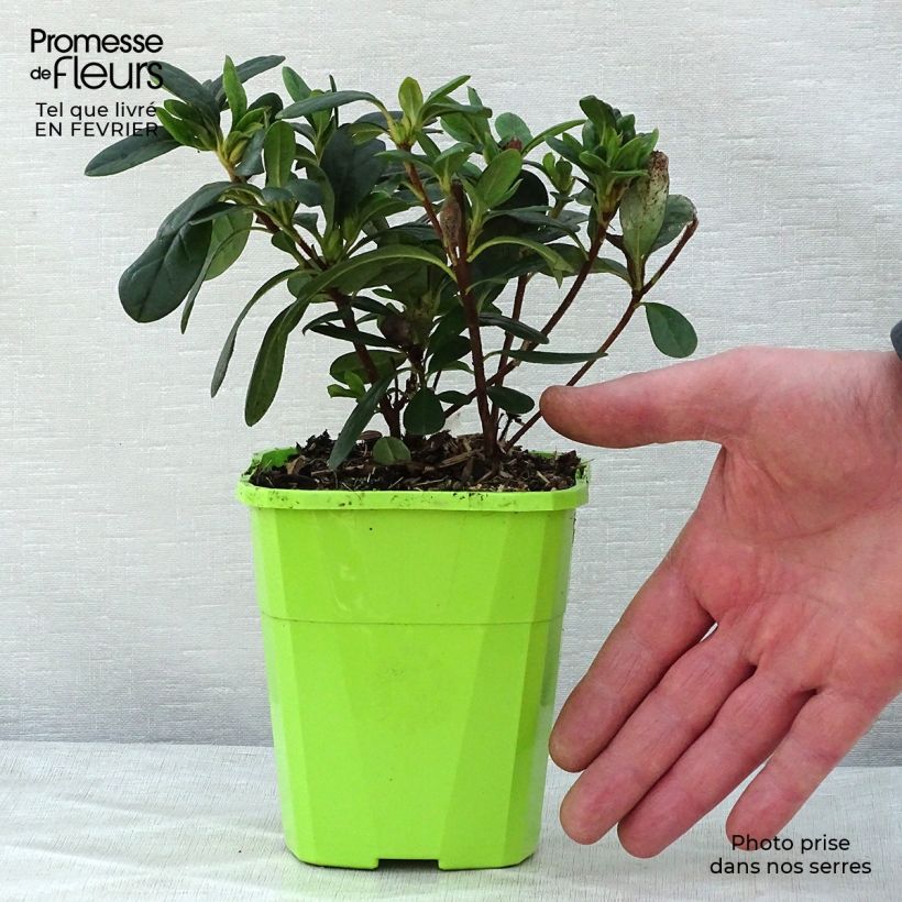 Azalea japonica ENCORE Sunset Maceta 1L/1,5L Ejemplar entregado en invierno