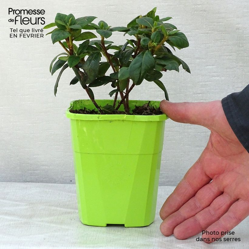 Azalea japonica ENCORE Sweetheart Maceta 1L/1,5L Ejemplar entregado en invierno