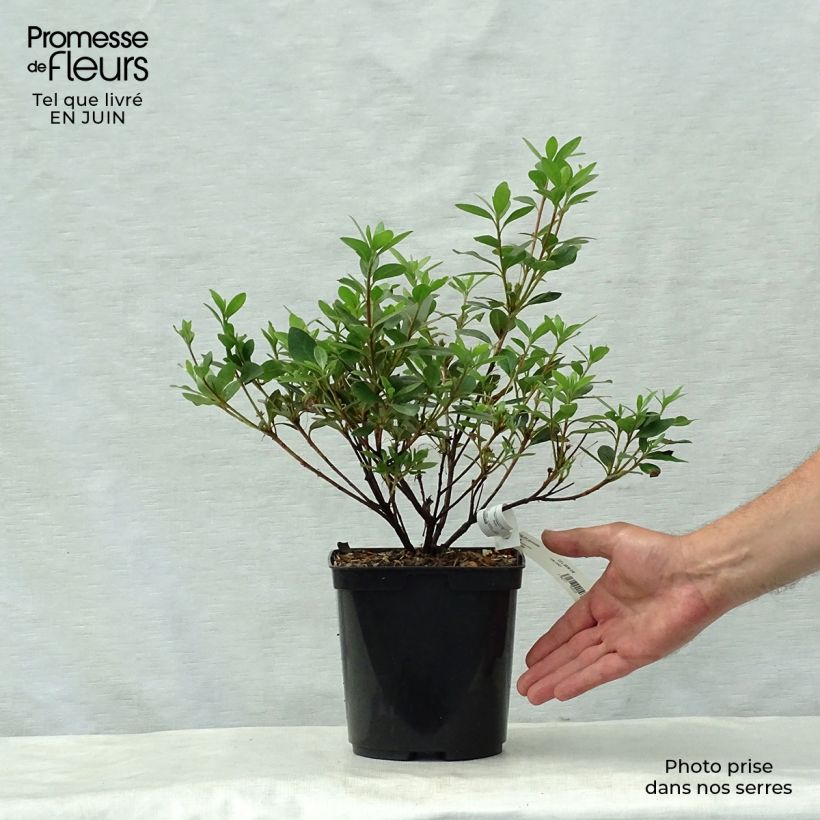Ejemplar de Azalea japonica Arabesk Maceta 1,5L/2LAltura de entrega aprox. 20/30cm entregado en verano