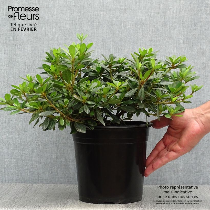 Ejemplar de Azalea japonica Arabesk Maceta 3L/4L entregado en otoño