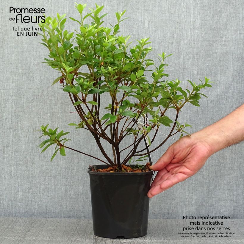 Ejemplar de Azalea japonica Ben Morrisson Maceta 2L/3L entregado en verano