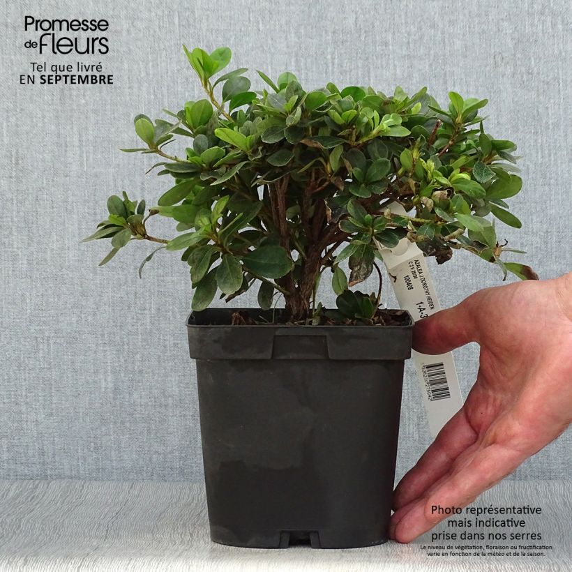 Ejemplar de Azalea japonica Dorothy Heiden Maceta 2L/3L entregado en otoño
