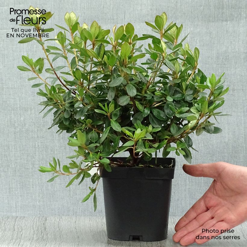 Ejemplar de Azalea japonica Gilbert Mullie Maceta 2L/3L entregado en otoño