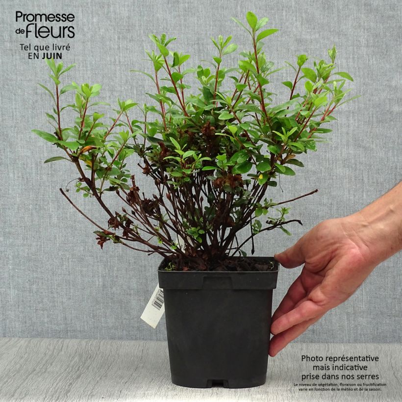 Ejemplar de Azalea japonica Manuska Maceta 2L/3L entregado en verano
