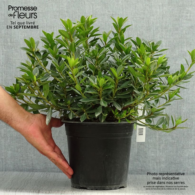 Ejemplar de Azalea Purple Splendor Maceta 4L/5L entregado en otoño
