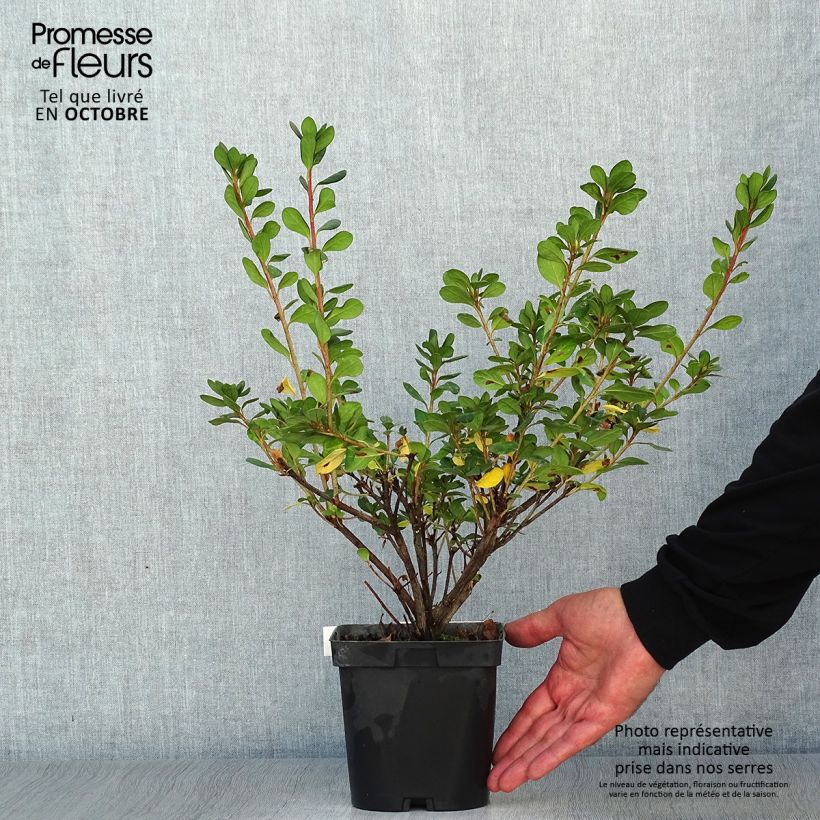 Ejemplar de Azalea japonica Rosa King Maceta 2L/3L entregado en otoño