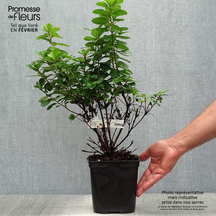 Ejemplar de Azalea japonica Girard's scarlet Maceta 2L/3L entregado en otoño