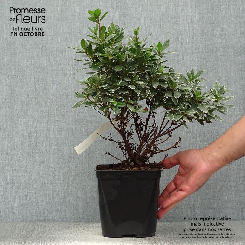 Ejemplar de Azalea japonica Girard's Hot Shot Maceta 2L/3L entregado en otoño