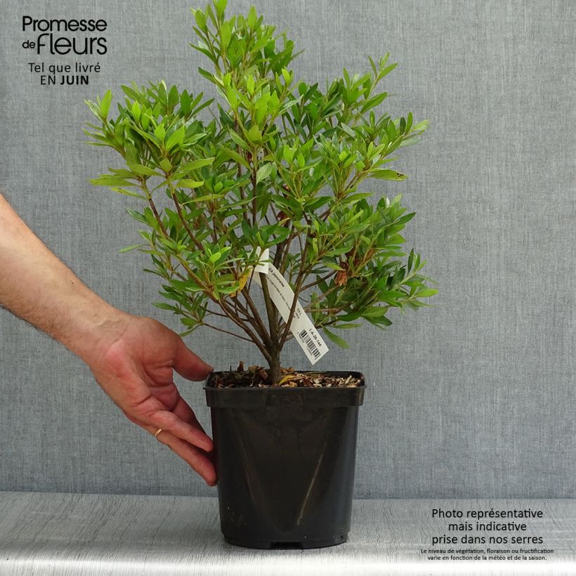 Ejemplar de Azalea japonica Melle Maceta 2L/3L entregado en verano