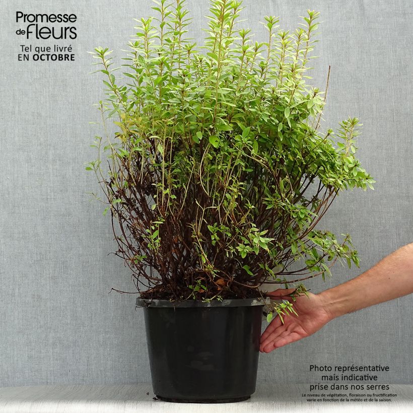 Ejemplar de Azalea japonica Mme Van Hecke Maceta 12L/15L entregado en otoño