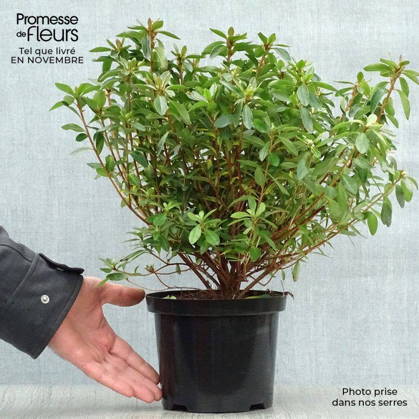 Ejemplar de Azalea japonica Mme Van Hecke Maceta 2L/3L entregado en otoño