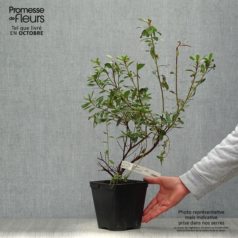 Ejemplar de Azalea japonica Tamanini Maceta 2L/3L entregado en otoño
