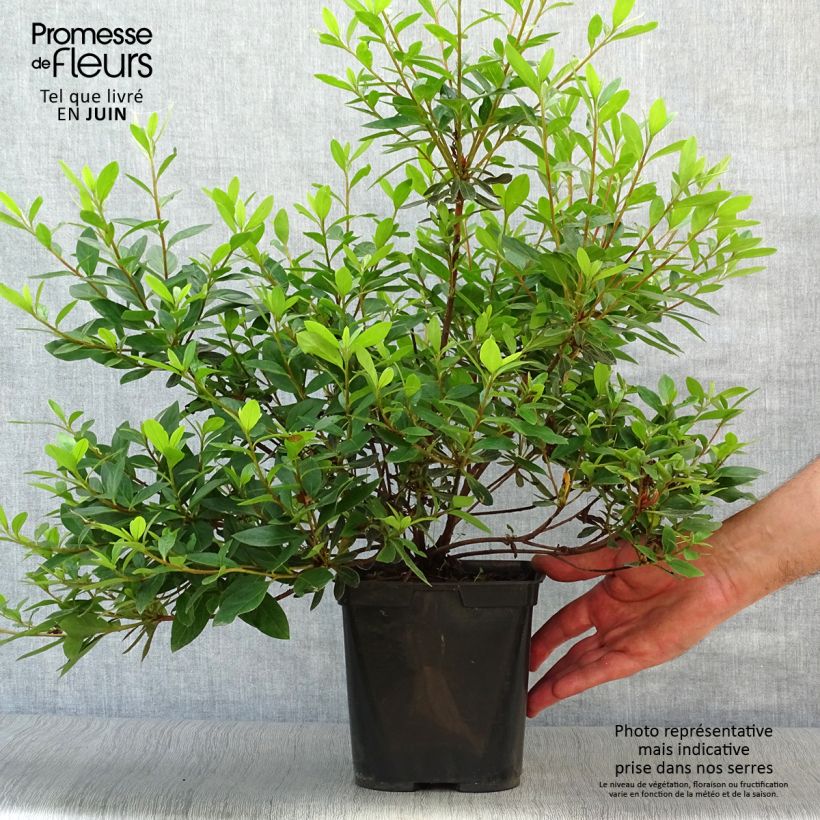 Ejemplar de Azalea japonica Tamanini Maceta 2L/3LAltura de entrega aprox. 50/60cm entregado en verano
