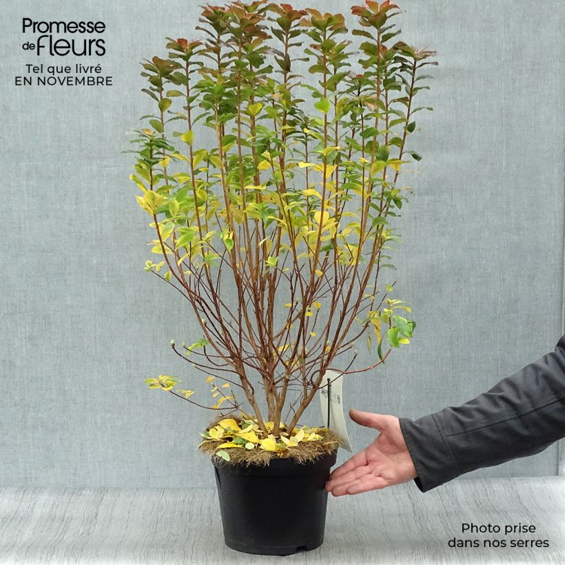 Ejemplar de Azalea mollis Viscosa Maceta 4L/5L entregado en otoño