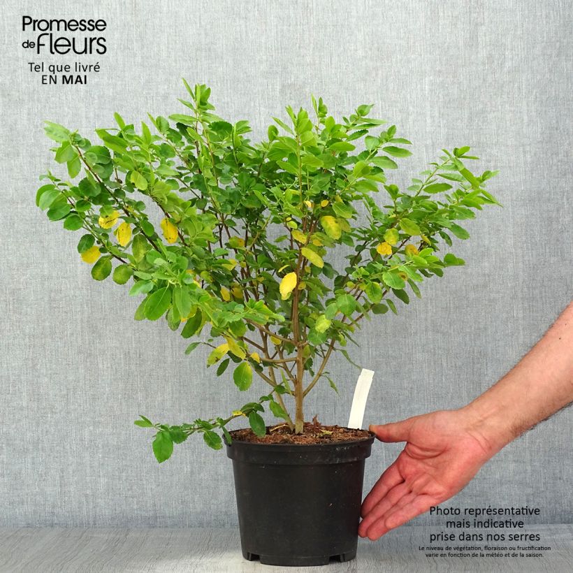 Azara serrata - Aroma de Castilla Maceta 2L/3LAltura de entrega aprox. 20/30cm Ejemplar entregado en la primavera