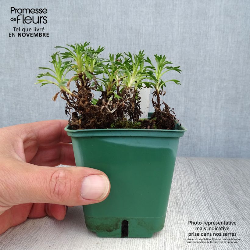 Ejemplar de Azorella trifurcata - Panceta de vaca Maceta de 8/9 cm entregado en otoño