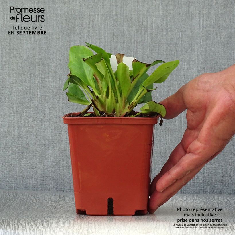 Ejemplar de Bergenia Bressingham White - Hortensia de invierno Maceta 1,5L/2L entregado en otoño