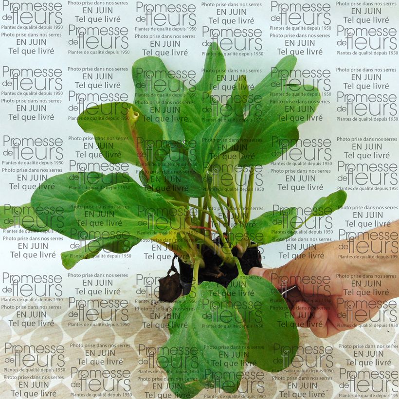 Ejemplo de ejemplar de Bergenia Rosenkristall - Hortensia de invierno Maceta de 8/9 cm tal y como se entrega