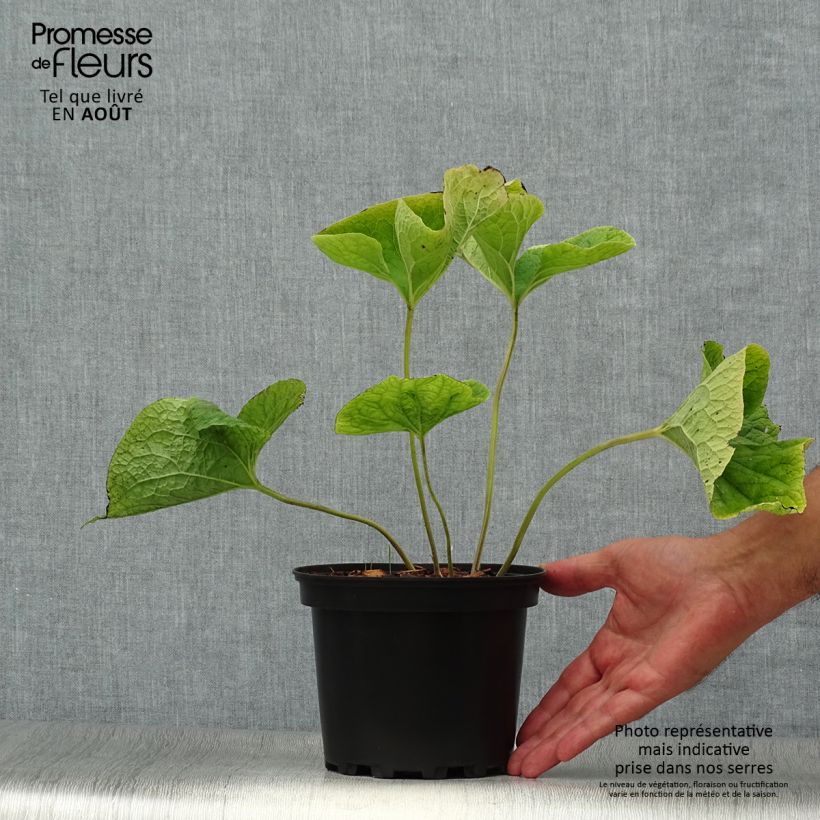 Ejemplar de Brunnera macrophylla Betty Bowring - Myosotis du Caucase en pot de 2L/3L entregado en verano