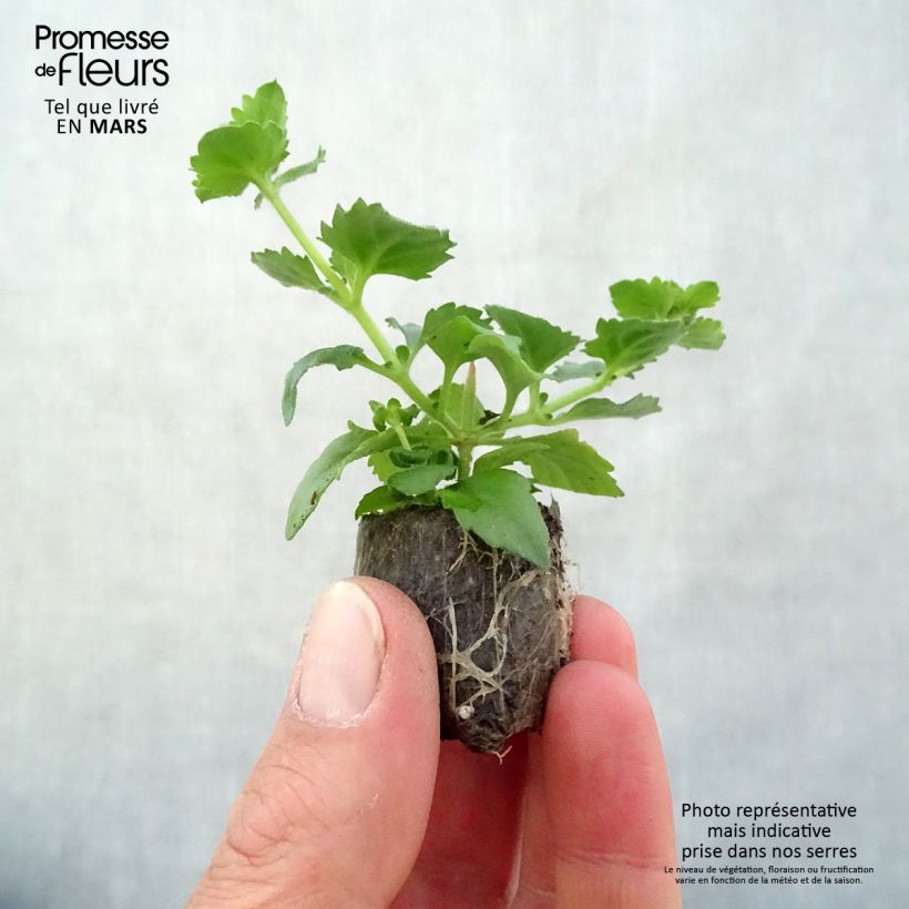 Bacopa Scopia Gulliver Blue Sensation minicepellón: Ø 3/4 cm Ejemplar entregado en la primavera