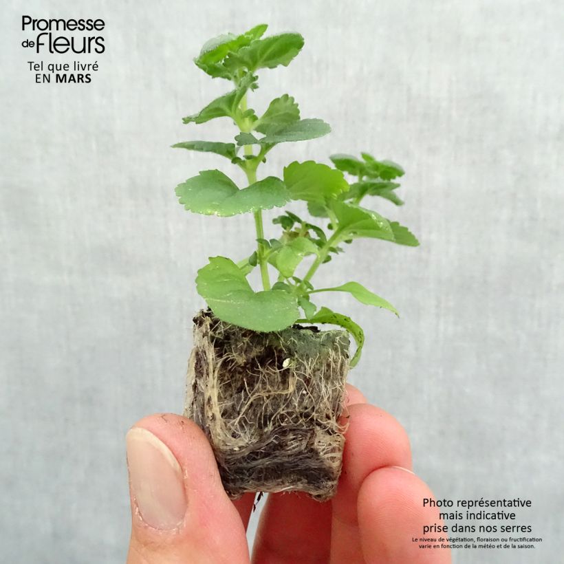 Bacopa Gulliver Dynamic White Mini-motte 4 cm Ejemplar entregado en la primavera