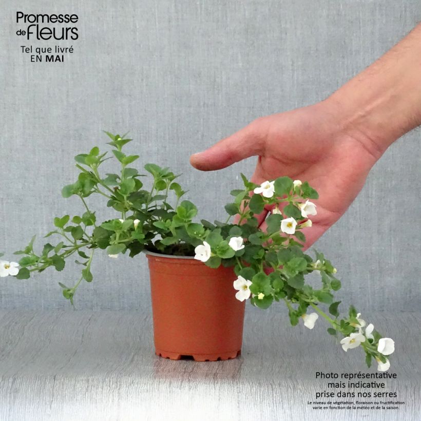 Bacopa Gulliver Dynamic White - godet de 8/9cm Ejemplar entregado en la primavera