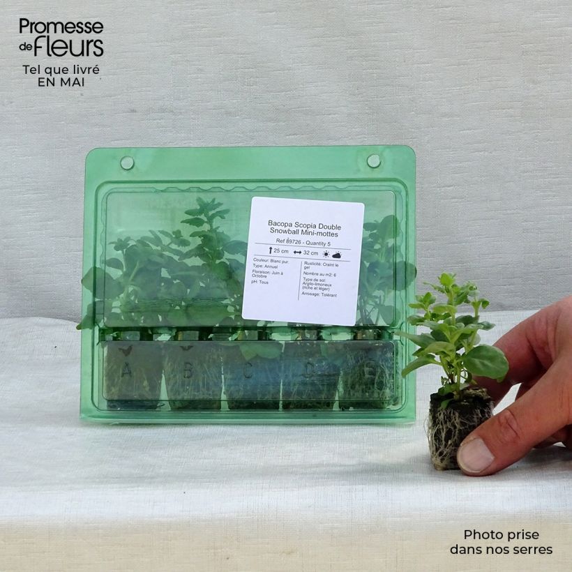 Bacopa Scopia Double Snowball minicepellón: Ø 3/4 cm Ejemplar entregado en la primavera